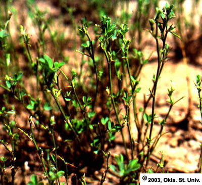 Grasshopper Damage