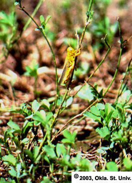Grasshopper Damage