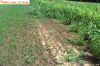 Grasshopper Damage