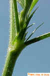 Glandular Hairs