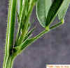 Glandular Hairs