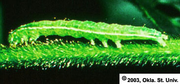 Green Cloverworm