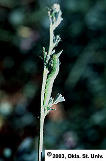 Green Cloverworm