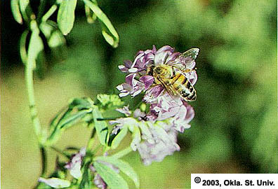 Honey Bee