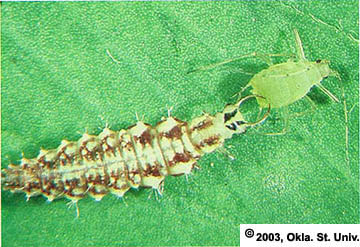 Aphid Lion and Pea Aphid