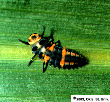 Lady Beetle Larva