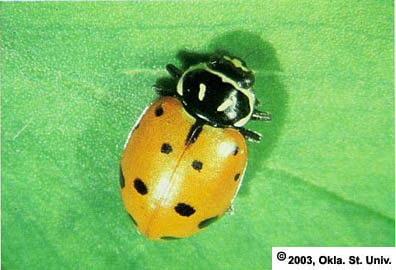 Lady Beetle