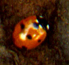 Lady Beetle