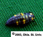 Lady Beetle Larva