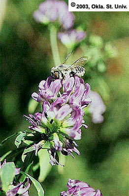 Leafcutter Bee
