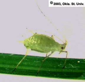 Pea Aphid