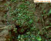 Pea Aphids