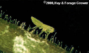 plh-nymph-2.jpg (13800 bytes)
