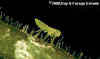 plh-nymph-2.jpg 