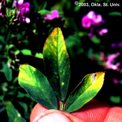 "Hopperburn" on Leaflets