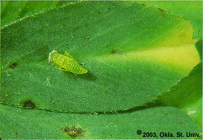 Potato Leafhopper