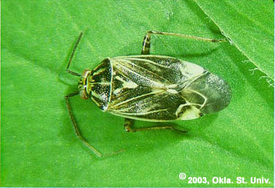 Lygus Bug