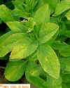 Potato Leafhopper