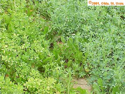 pot-leaf-hop-015x.jpg (52330 bytes)