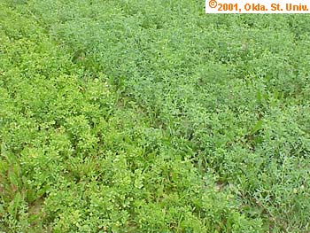 pot-leaf-hop-016x.jpg (46502 bytes)