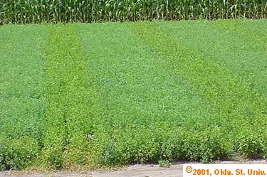 pot-leaf-hop-019x.jpg (45312 bytes)