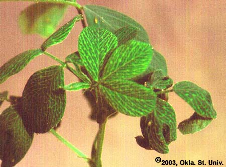 Spotted Alfalfa Aphid