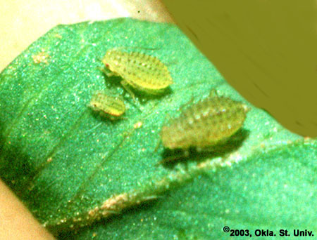 Spotted Alfalfa Aphids