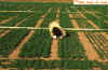 Spotted Aphid Damage