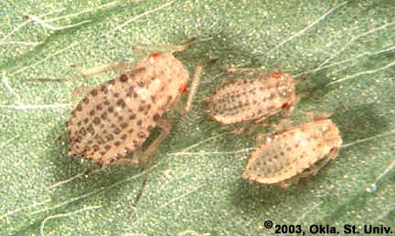Spotted Alfalfa Aphid