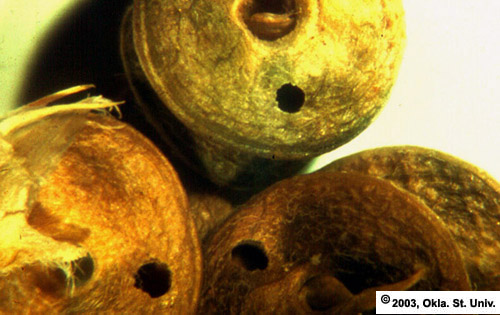 Alfalfa Seed Chalcid