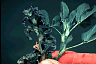 baadam4.gif