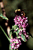 bumbee3.gif