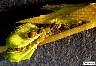 tn_cow-pea-aphd380_JPG.jpg (2790 bytes)