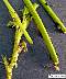 tn_cow-pea-aphd384_JPG.jpg (2191 bytes)