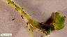 tn_cow-pea-aphd743X_JPG.jpg (1758 bytes)
