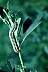 f-armyworm.htm