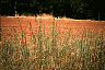 foldam2.gif