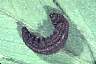 tn_fungus2_gif.jpg (2089 bytes)