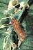 tn_fungus3_gif.jpg (1837 bytes)