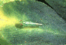 potleaf1.gif