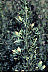 potlfd2.gif