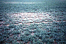 sadam1.gif