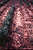 sadam2.gif