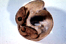 sidchl5.gif