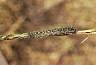 vcutworm.htm