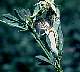 webworm.htm