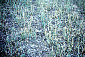 wvldam4.gif
