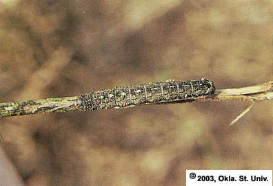 Variegated Cutworm
