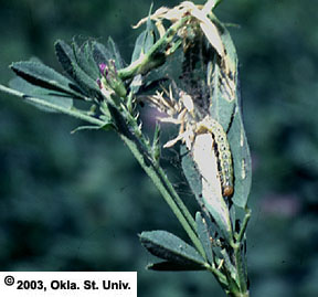 Webworm