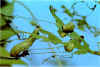 weevil-damage-2.jpg 